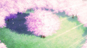 cherry blossom,cherry blossum tree,anime,art design