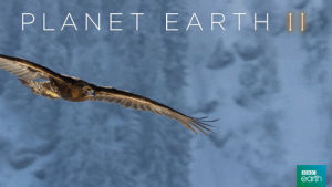 golden eagle,bbc,bird,fly,mountains,planet earth 2,soar