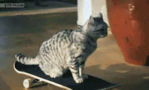 cat,skateboard