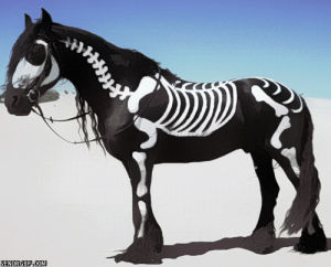 horse,skeleton,cosplay,animals,standing