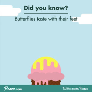 fact,butterfly,science,ice cream,taste,tasting,ficazo