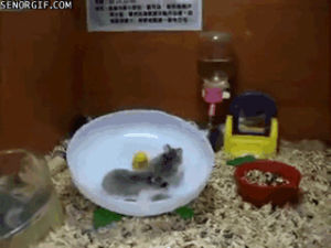 animals,cute,fun,games,pets,hamsters,fun and games