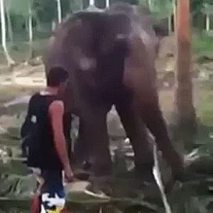 animals,man,elephant,hurt