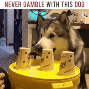 never,dog,gamble