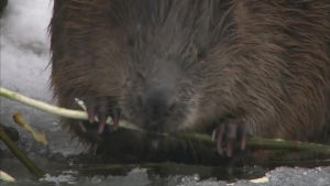 beaver,eating