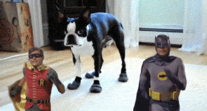 batman,dog,lol,running,run,robin,running away,adam west,60s