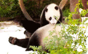 panda bear,animals,animal,wrestling,bear,playing,panda,baby panda,giant panda,xiao liwu