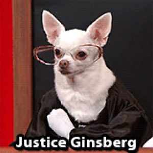 supreme court,and of course ginsberg is the best of all,last week tonight,scotus,john oliver,animals,dogs,hes a gd delight,john olivers show has quickly become one of my favorites this year,great casting for these btw