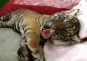 tiger,teeth,yawn,cub,paws