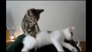 massage,therapist,cat