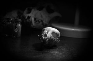 dark,skull,death,macabre