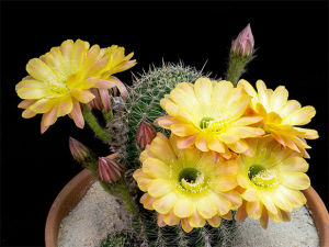 flowers,cacti,bloom