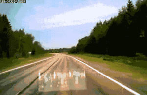 moose,animals,wtf,driving,cut off