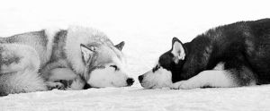 animals,dog,animal,snow,sleep,husky,huskies