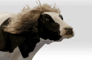 wind,wig,hair,machine,cow