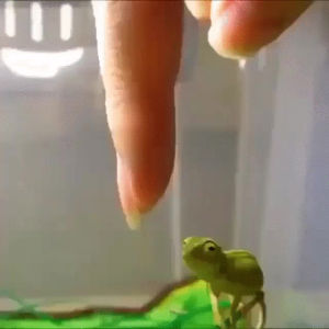 chameleon,baby,finger