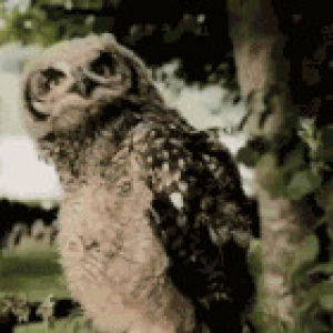owl,come at me bro,reaction,excited,head,taunting
