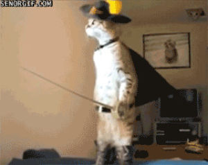 wtf,puss in boots,guitar,sword,puss n boots,cat,animals,jumping,hat,best of week,boots