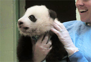 animals,panda,san diego zoo,baby panda,xiao liwu,sausage the panda