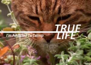 catnip,cat,true life