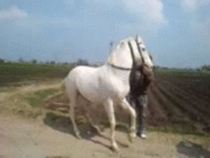 dancing,horse