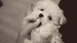 maltese,black and white,dog,adorable,puppy,black,white,dog s,roll over,puppy s
