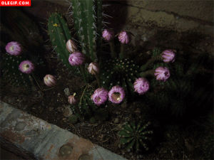 flores,de,cactus,site