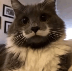 cat,cute,mustache,hipstercat