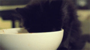 funny,cat,cute,kitten,eating,hungry,yum