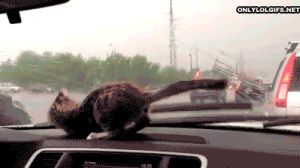kitten,cat,animals,car,playing,rolling,dashboard