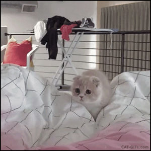 wow,cat,bed,jumping