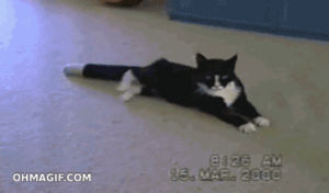 funny,cat,animals,black,white,walking,bored,tail,laying,detachable