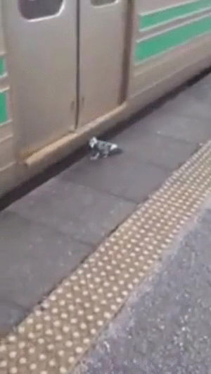 train,pigeon