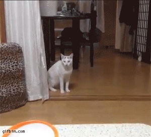 cat,walking,table