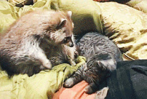 animal friendship,cat,hug,raccoon