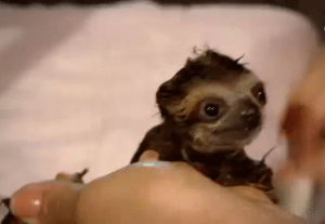 sloths,baby,bath