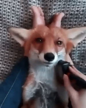 fox,cute,groomed,aww,eyebleach,brushed,brushies