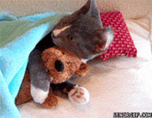 good night,buenas noches,kitten,gato,cat,teddy