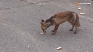 fox,wild,whoa,sandwich,makes