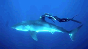 diving,snorkeling,great white shark,ocean,shark