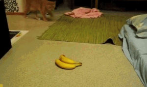 cat,lol,oh,ive,bananadont