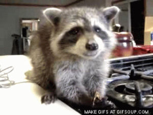 racoon,animals,eating,stove