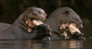 eating,otter