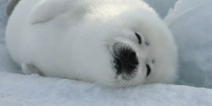 baby,adorable,seal