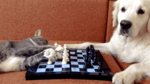 chess,cat,dog