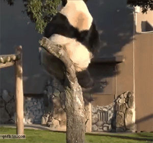 falling,panda,tree,breaking