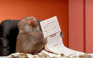 office monkey,baboon,reading,newspaper