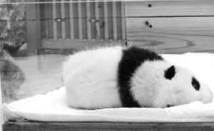 cute,animals,baby,panda,sleeping