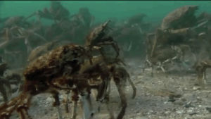 ocean,crab,animals riding animals