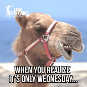 wednesday,cabo,email scandal,funny animals,russian hack